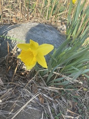 Narcissus pseudonarcissus