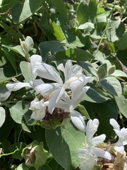 Barleria albostellata
