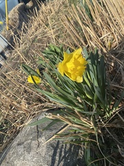 Narcissus pseudonarcissus