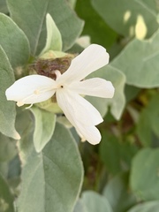 Barleria albostellata