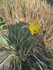 Narcissus pseudonarcissus