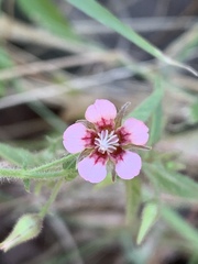 Hermannia boraginiflora
