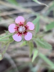 Hermannia boraginiflora