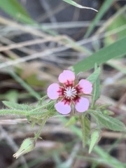 Hermannia boraginiflora