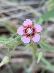 Hermannia boraginiflora