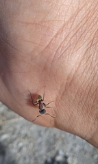 Camponotus rubrithorax