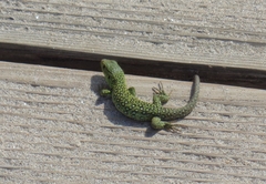 Timon lepidus ibericus