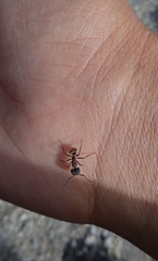 Camponotus rubrithorax