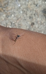 Camponotus rubrithorax