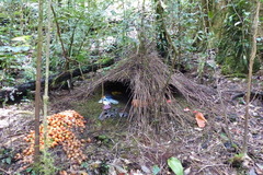 Vogelkop Bowerbird photo 2