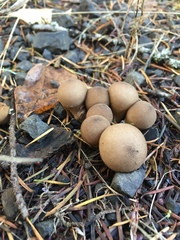 Lycoperdon nigrescens