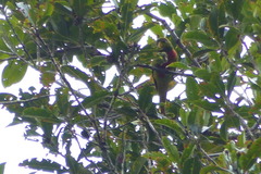 Neopsittacus musschenbroekii