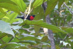 Myzomela rosenbergii
