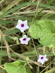 Ipomoea sinensis blepharosepala