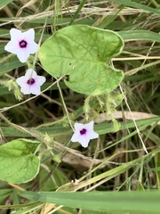 Ipomoea sinensis blepharosepala