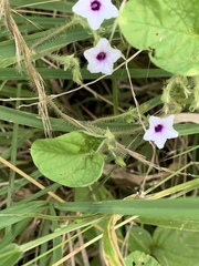 Ipomoea sinensis blepharosepala