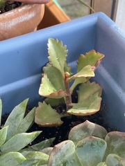 Kalanchoe longiflora