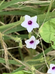 Ipomoea sinensis blepharosepala