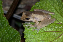 Sphenophryne cornuta