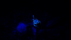 Centruroides fulvipes