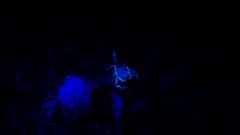 Centruroides fulvipes