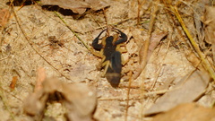 Centruroides fulvipes