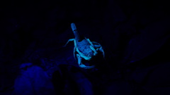 Centruroides fulvipes