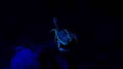 Centruroides fulvipes