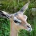 Long-necked Antelopes - Photo (c) Incessant Flux, some rights reserved (CC BY-NC-ND)