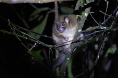 Pseudochirulus schlegelii