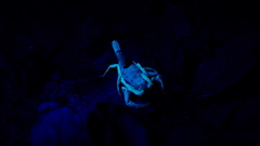 Centruroides fulvipes