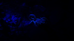 Centruroides fulvipes