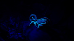 Centruroides fulvipes