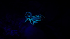 Centruroides fulvipes