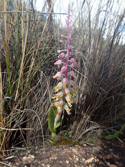 Lachenalia mutabilis