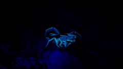 Centruroides fulvipes