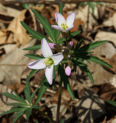 Cardamine concatenata