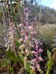 Lachenalia mutabilis