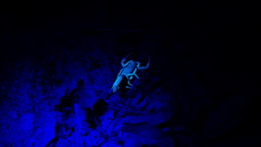 Centruroides fulvipes