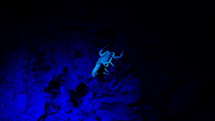 Centruroides fulvipes