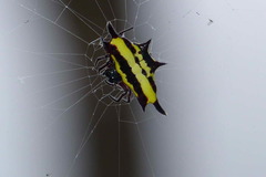 Gasteracantha taeniata