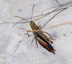 Stenobothrus rubicundulus