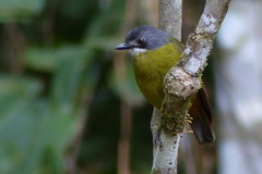 Green-Backed Robin photo 2