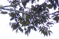 Rhipidura albolimbata