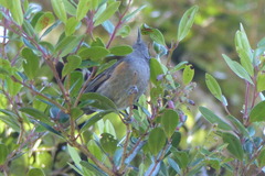 Ptiloprora erythropleura