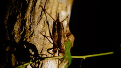 Ancistrocercus circumdatus