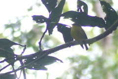 Microeca papuana