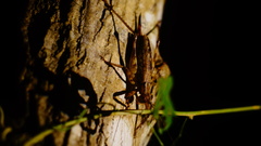 Ancistrocercus circumdatus