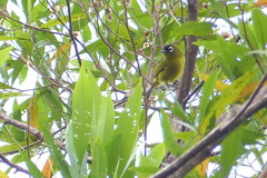 Zosterops fuscicapilla