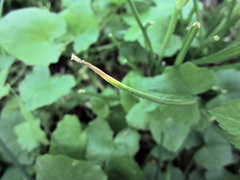 Puccinia liliacearum